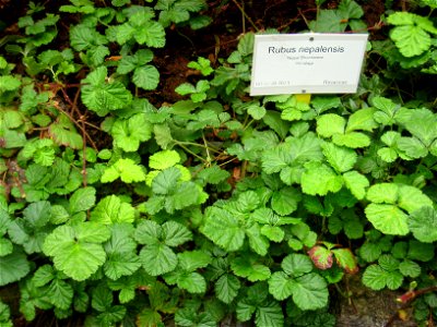Rubus nepalensis specimen in the Botanischer Garten, Berlin-Dahlem (Berlin Botanical Garden), Berlin, Germany.