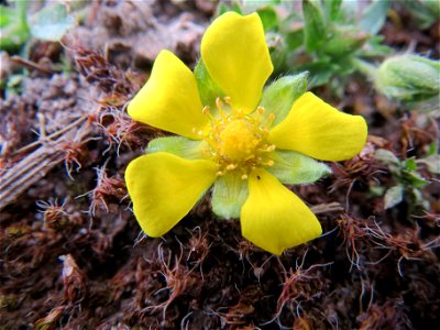 Frühlings-Fingerkraut (Potentilla neumanniana) bei Reilingen