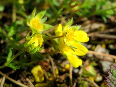 Frühlings-Fingerkraut (Potentilla neumanniana) im Schwetzinger Hardt
