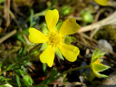 Frühlings-Fingerkraut (Potentilla neumanniana) im Schwetzinger Hardt