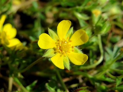 Frühlings-Fingerkraut (Potentilla neumanniana) im Schwetzinger Hardt