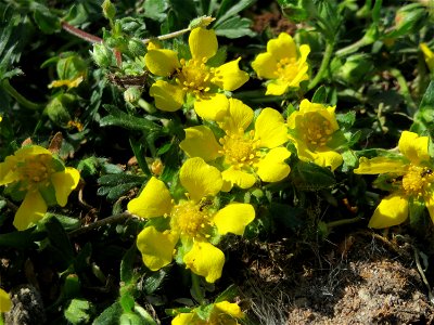 Frühlings-Fingerkraut (Potentilla neumanniana) bei Reilingen