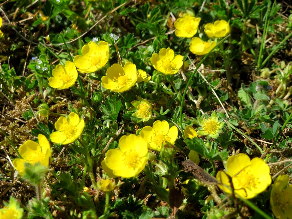 Frühlings-Fingerkraut (Potentilla neumanniana) bei Neulußheim (Gemarkung Altlußheim)