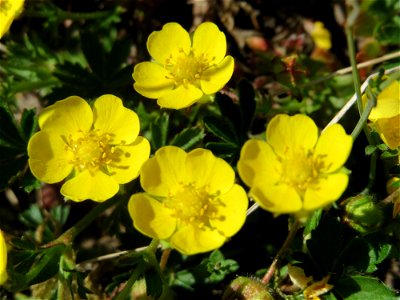 Frühlings-Fingerkraut (Potentilla neumanniana) bei Neulußheim (Gemarkung Altlußheim)