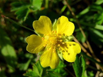 Frühlings-Fingerkraut (Potentilla neumanniana) in Heidelberg