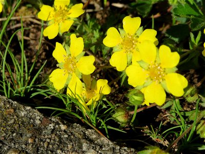 Frühlings-Fingerkraut (Potentilla neumanniana) in Heidelberg
