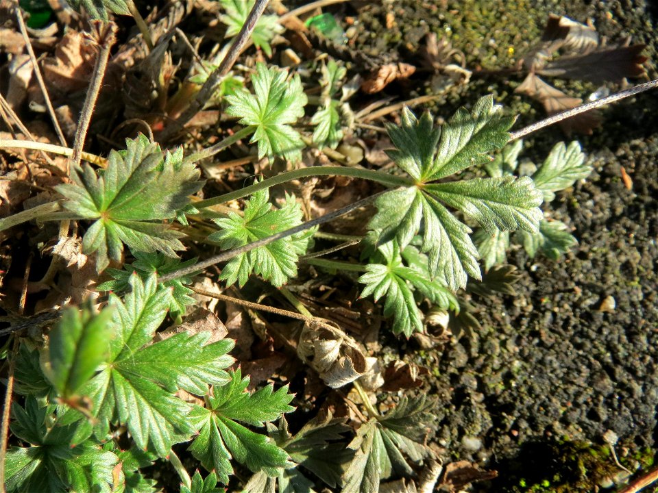 Blätter vom Frühlings-Fingerkraut (Potentilla neumanniana) am Bahnhof Hockenheim