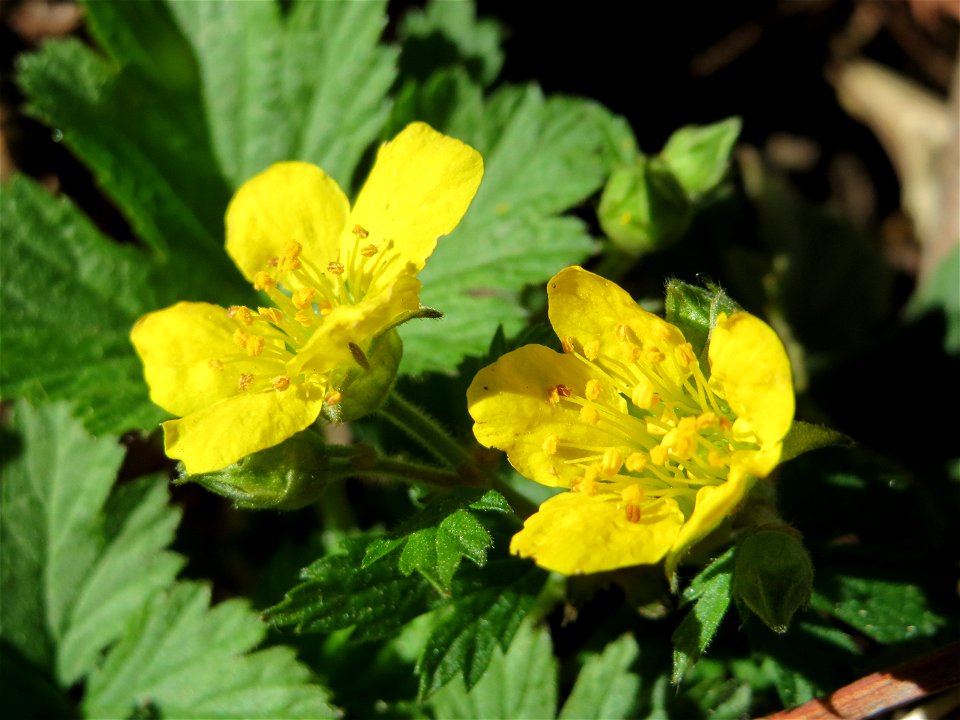 Frühlings-Fingerkraut (Potentilla neumanniana) im Neuenheimer Feld in Heidelberg