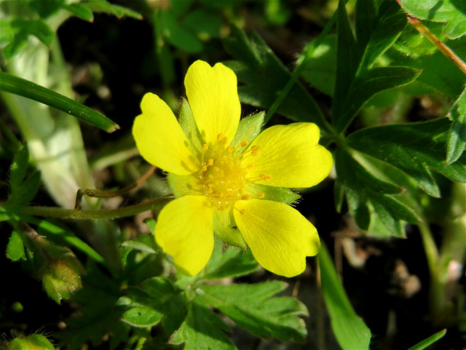 Sternhaariges Frühlings-Fingerkraut (Potentilla pusilla) bei Hockenheim