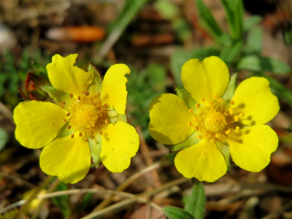 Frühlings-Fingerkraut (Potentilla neumanniana) im Unteren Saubusch (Bannwaldbereich) im Schwetzinger Hardt