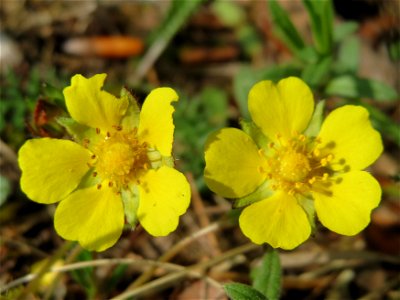 Frühlings-Fingerkraut (Potentilla neumanniana) im Unteren Saubusch (Bannwaldbereich) im Schwetzinger Hardt