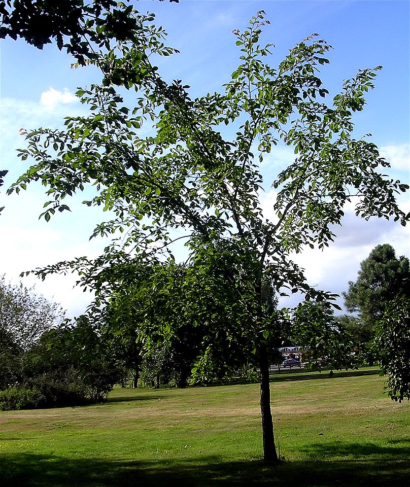 Photo taken by author, July 2006