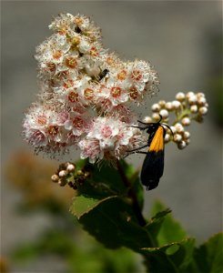 Black and yellow lichen moth (Lycomorpha pholus) observed on Broadleaf Sweetmeadow (Spiraea latifolia), while climbing up Giant Mountain, in the Adirondacks, New York state. photo