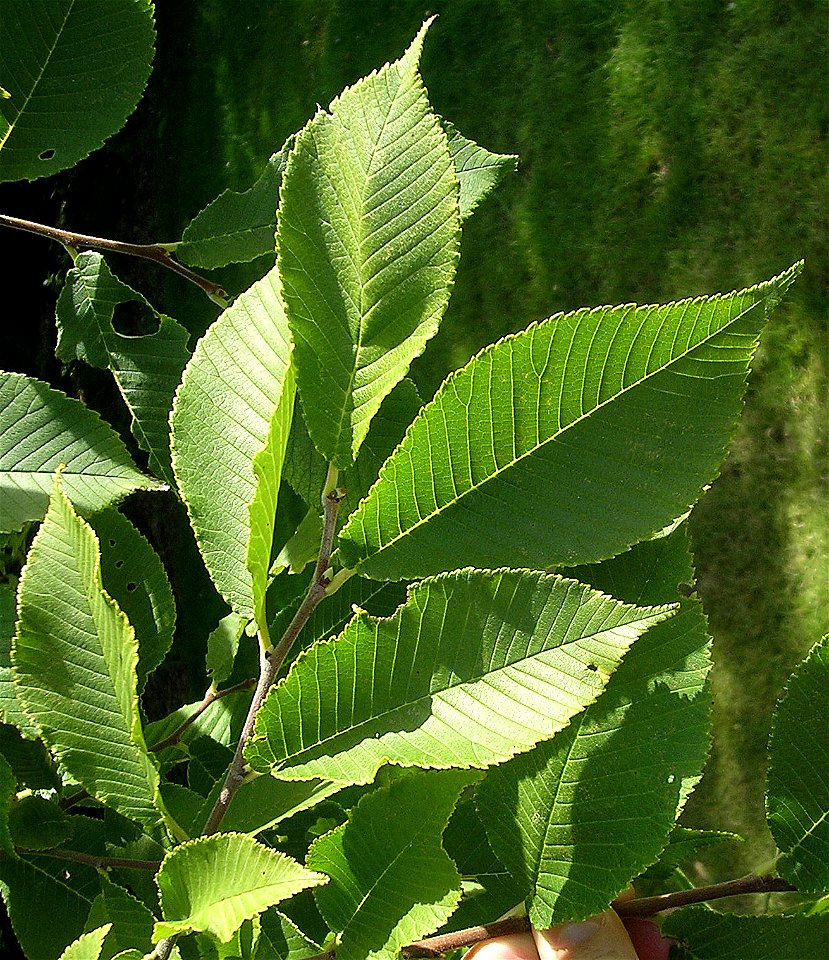 Photo taken at Sir Harold Hillier Gardens by Ptelea, July 2006