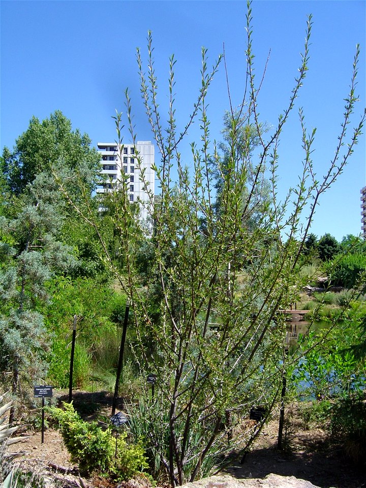 Growth habit of  — young tree (squaw apple).
Denver Botanical Garden.
