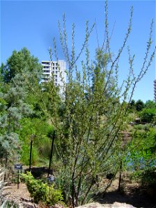 Growth habit of  — young tree (squaw apple).
Denver Botanical Garden.