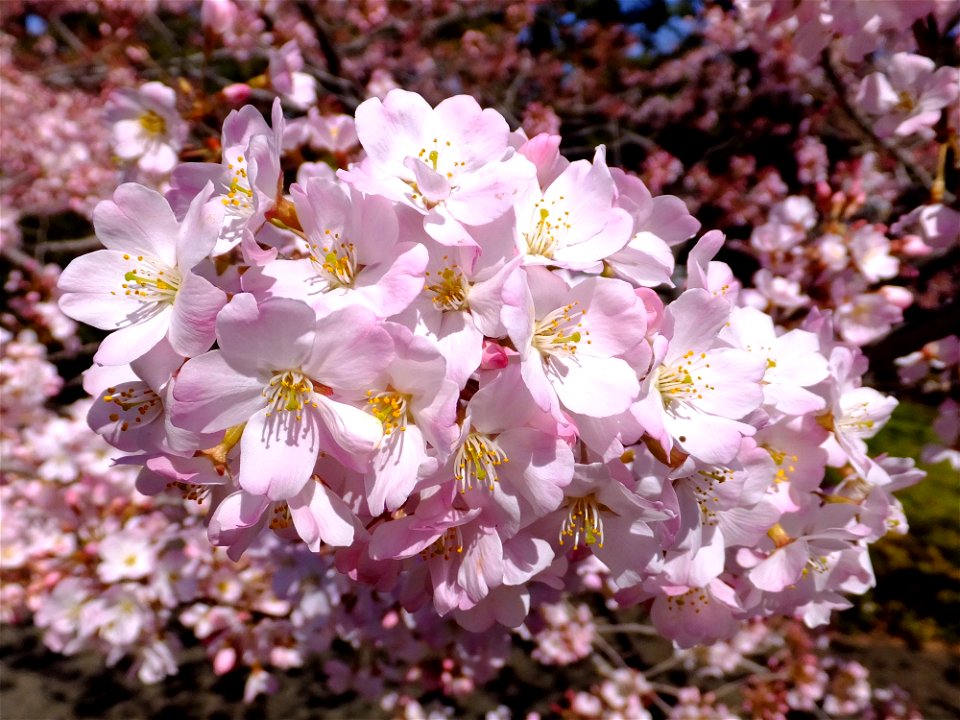 Prunus pendula form. ascendens 'Komatsu-otome'