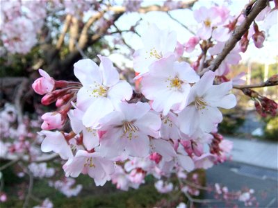 Prunus pendula form. ascendens 'Komatsu-otome'