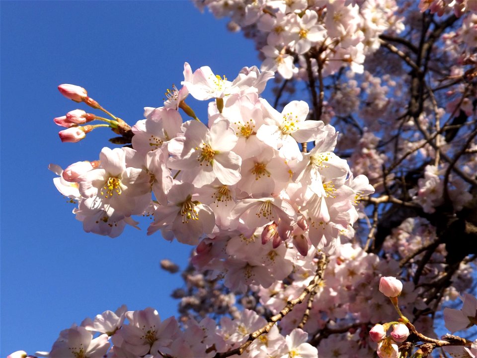 Prunus pendula form. ascendens 'Komatsu-otome'