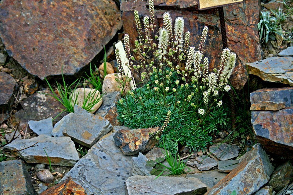 Plant Petrophytum caespitosum in Prague Botanic Garden, Prague, Troja