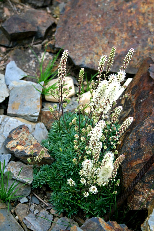 Plant Petrophytum caespitosum in Prague Botanic Garden, Prague, Troja