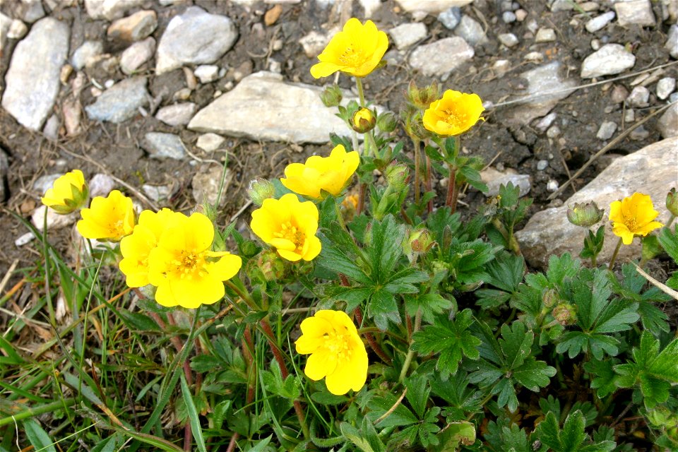 Potentilla crantzii