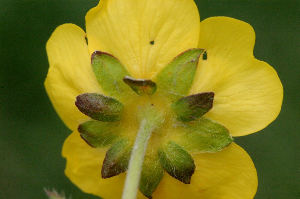 Potentilla crantzii