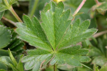 Potentilla crantzii