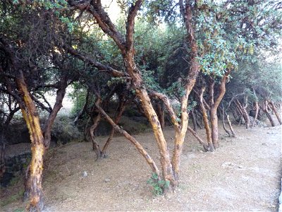 The tree Polylepis inkana near the entrance of the archeological site Sacsayhuaman north of Cusco, Peru