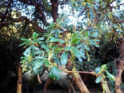 Leaves of Polylepis inkana (near the entrance of the archeological site Sacsayhuaman north of Cusco, Peru)