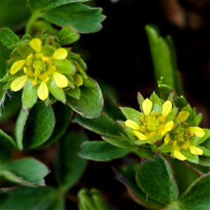 Sibbaldia procumbens, Denali National Park and Preserve, AK, USA photo