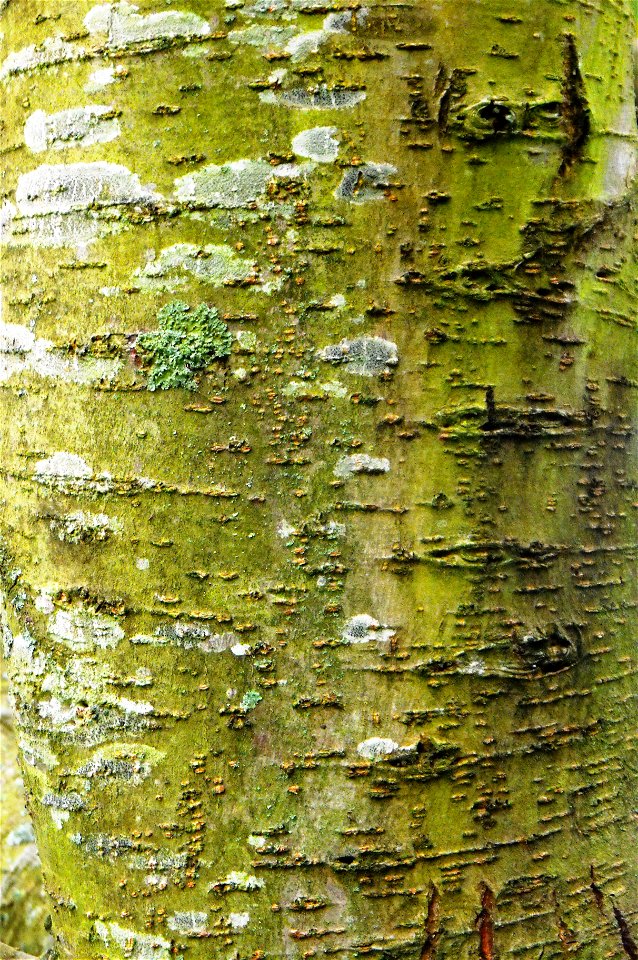 Photograph of the bark of Ulmus villosa, taken at the Sir Harold Hillier Gardens, UK.