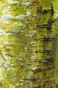 Photograph of the bark of Ulmus villosa, taken at the Sir Harold Hillier Gardens, UK.