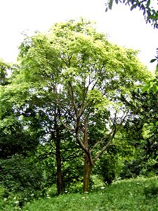 Ulmus villosa in Stanmer Park Arboretum, 2008