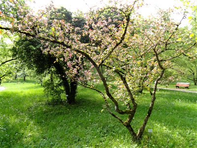 Malus prattii specimen in the Botanischer Garten München-Nymphenburg, Munich, Germany.