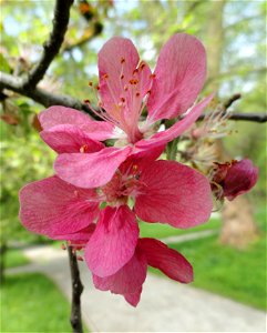 Malus prattii specimen in the Botanischer Garten München-Nymphenburg, Munich, Germany.