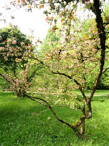 Malus prattii specimen in the Botanischer Garten München-Nymphenburg, Munich, Germany.
