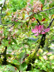 Malus prattii specimen in the Botanischer Garten München-Nymphenburg, Munich, Germany. photo