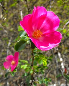 Rosa willmottiae at the UC Berkeley Botanical Garden, California, USA. Identified by sign. photo