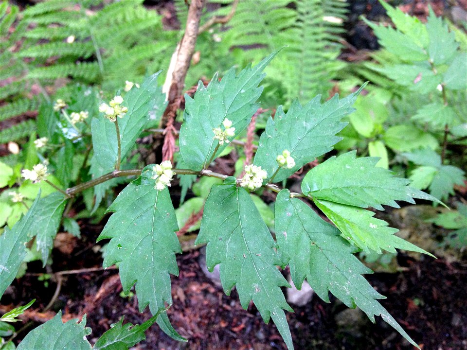 Elatostema umbellatum in deeply shaded mesic ravine, Biwa Waterfall Trail, on lower slopes of Mount Takao, Hachiōji, Tokyo, Japan.