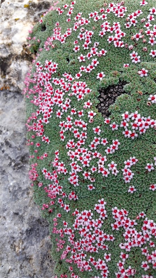 Wild specimen of Kelseya uniflora in Big Horn County, WY, USA