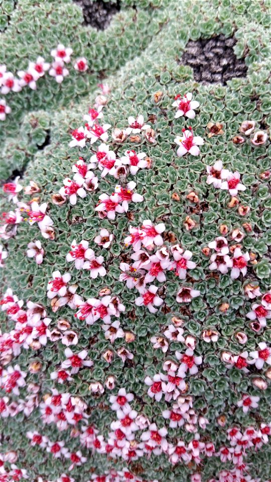Wild specimen of Kelseya uniflora in Big Horn County, WY, USA