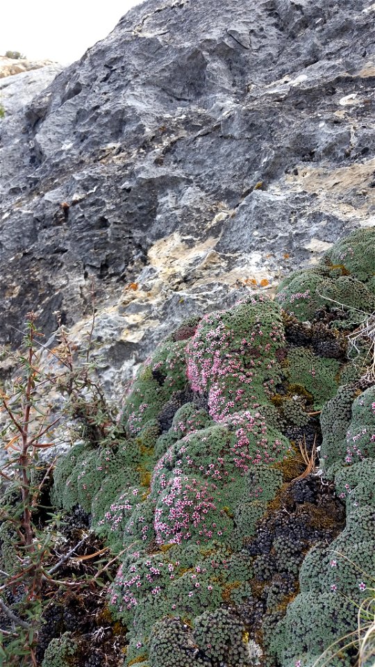 Wild specimen of Kelseya uniflora in Big Horn County, WY, USA