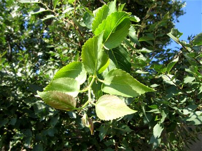 Celtis glabrata (Celtis planchoniana)