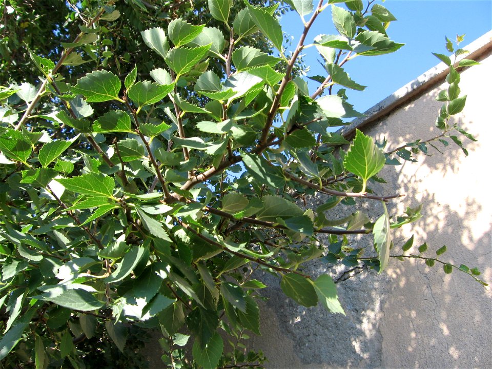 Celtis glabrata (Celtis planchoniana)