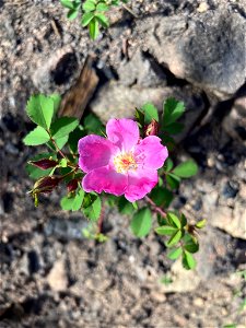 ground rose (Rosa spithamea)