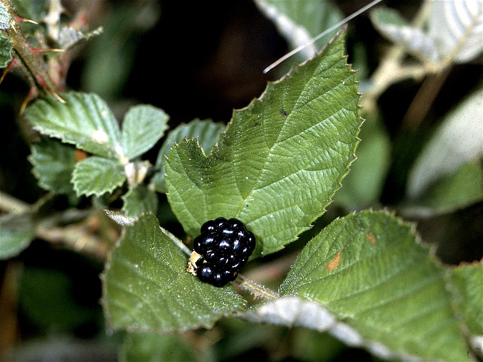 Rubus cuneifolius Pursh - sand blackberry