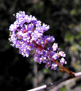 — Woollyleaf ceanothus, flower. At the San Diego Zoo Safari Park, San Diego County, California. Identified by sign. photo