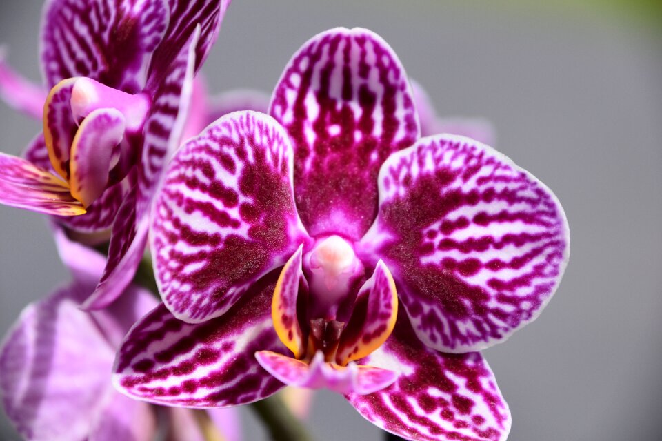 Petal tropical exotic
