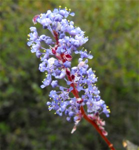 — Woollyleaf ceanothus, flower. At the San Diego Zoo Safari Park, San Diego County, California. Identified by sign. photo